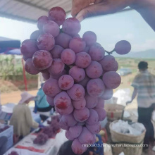 China Supplier Delicious Fresh Grapes Price Fruit Organic Fresh Grape